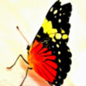 Meet your Posher, Melissa